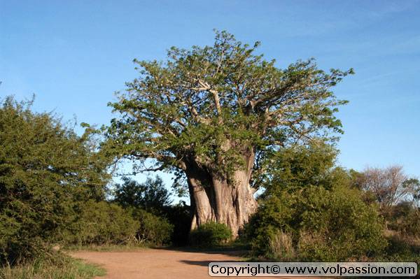 baobab1