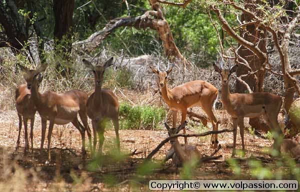 impala08