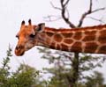 girafe12