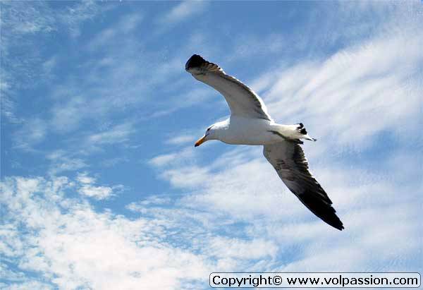 07_mouette9