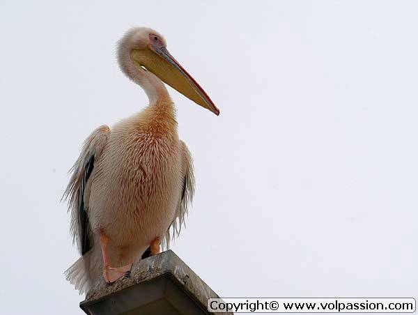 14_pelican