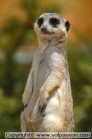 23_suricate5