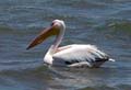 12_pelican2