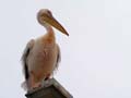 14_pelican