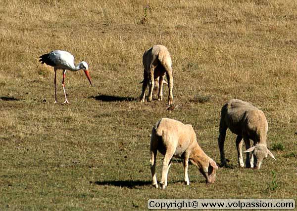 cigogne