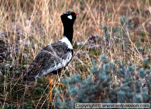 francolin