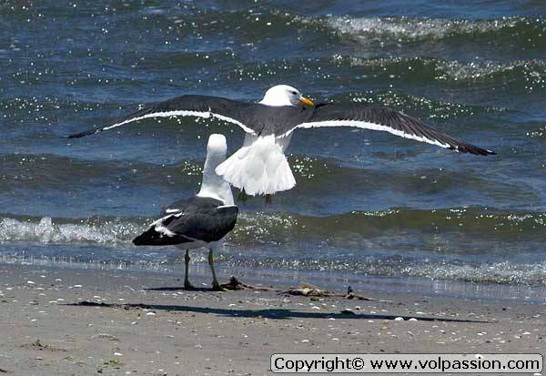 mouette1