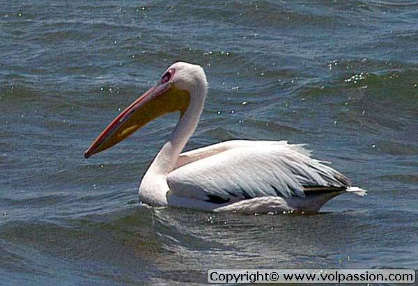 pelican2