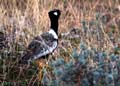 francolin