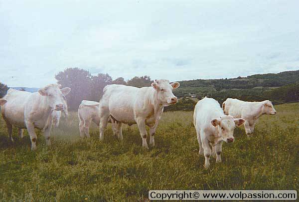 10vaches