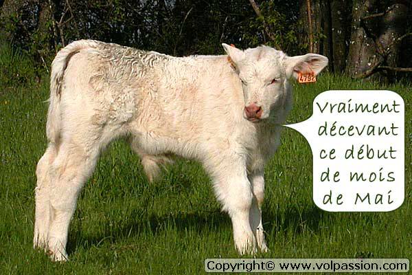 veau