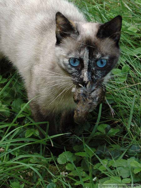 le-chat-medina