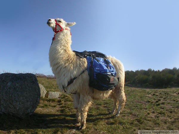 le-lama