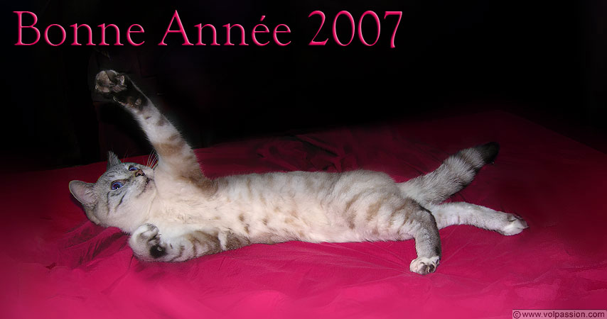 chat-bonne-annee