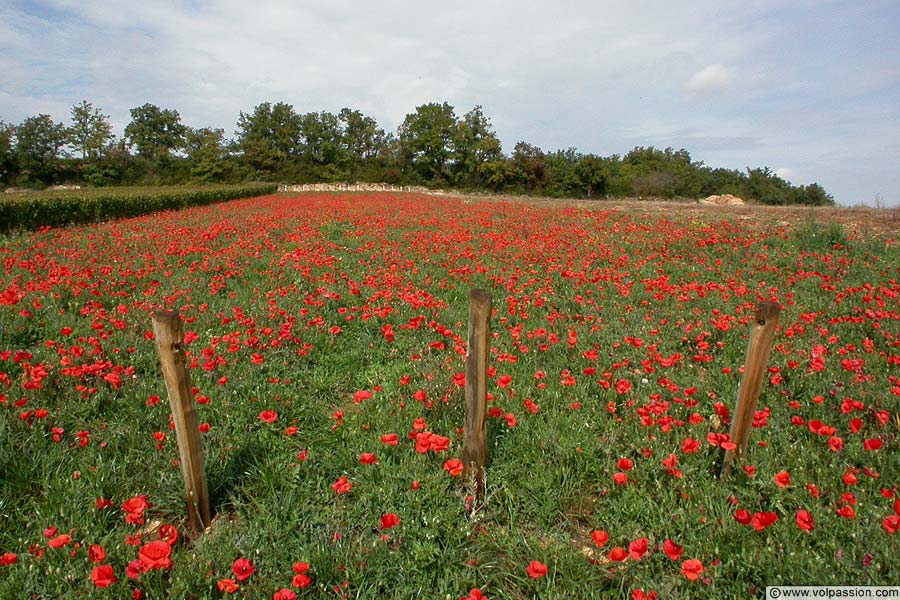 01-coquelicots