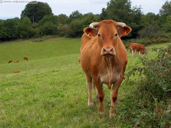 vache