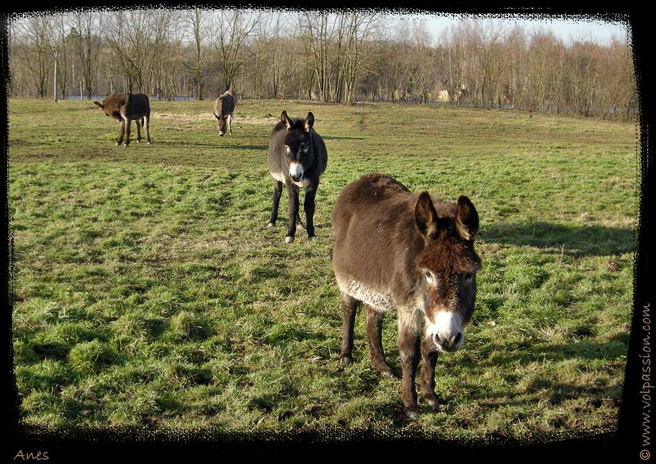 anes-ferme-saint-pierre