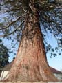 02-sequoiadendron-giganteum 