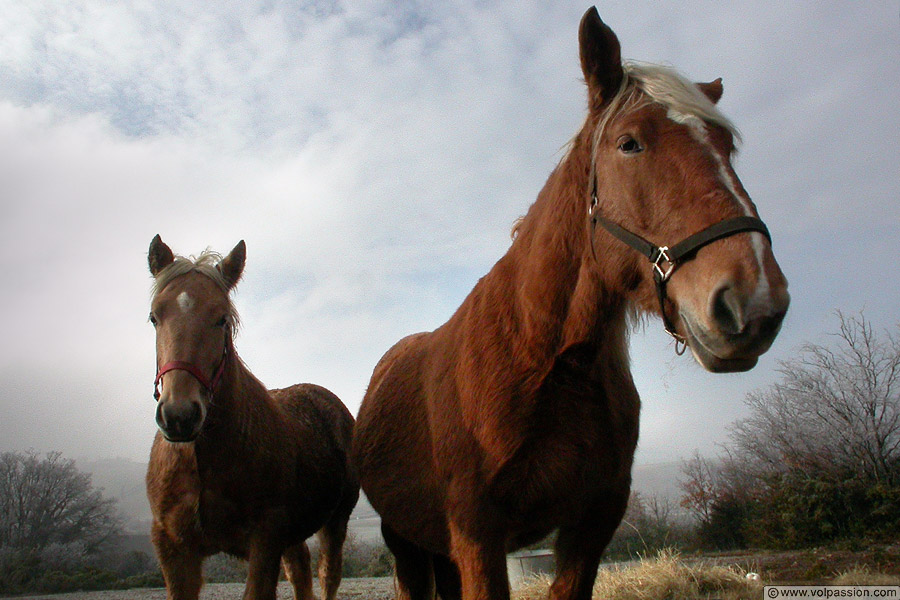 photo-chevaux