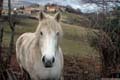 09-le-cheval-blanc