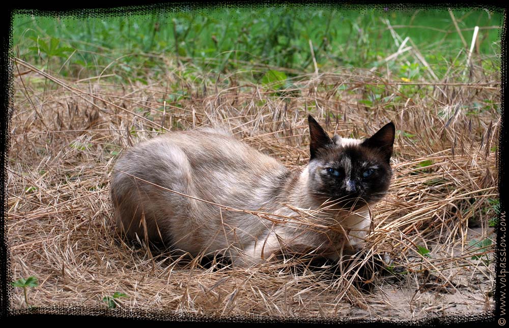 le-chat-medina