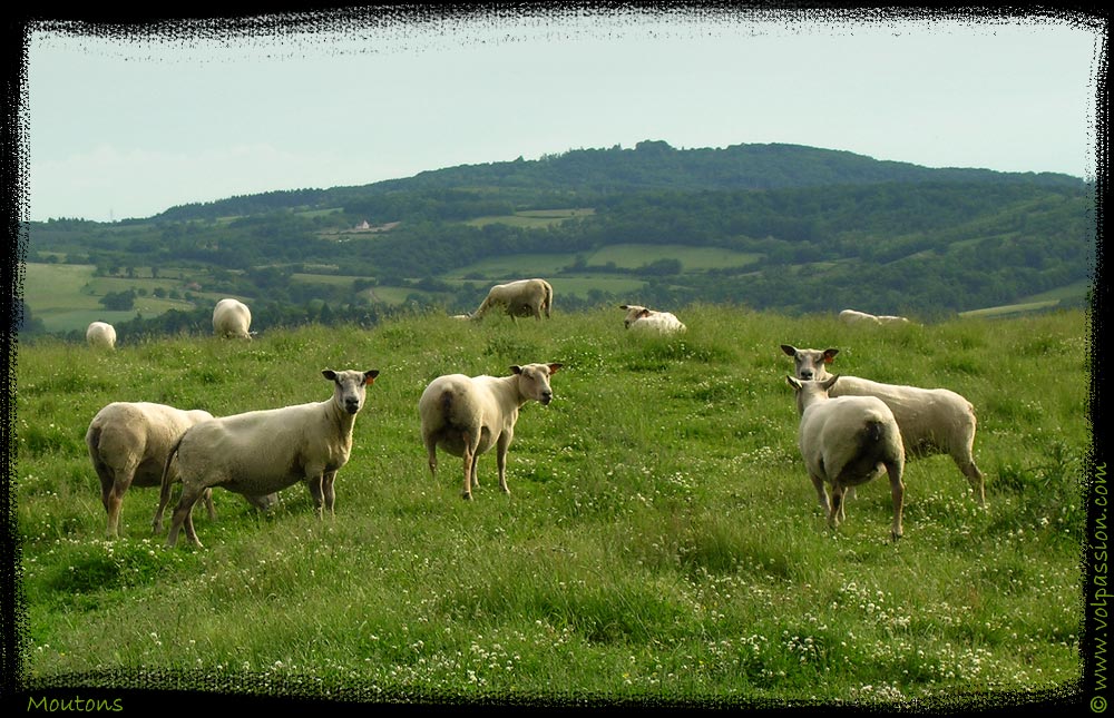 06-moutons