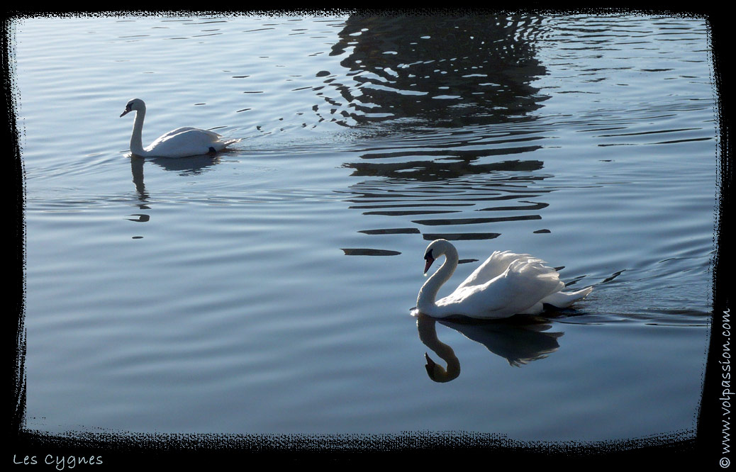 01-les-cygnes