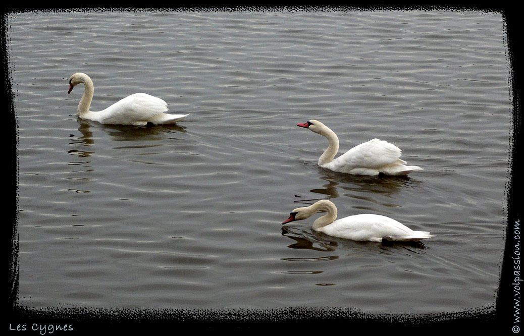 03-photo-cygnes