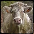 02-photovache-