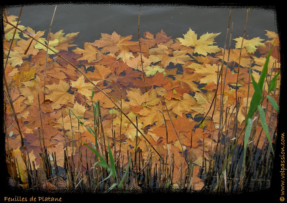 02-feuilles-de-platane