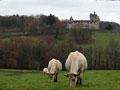 vaches et chateau du plessis