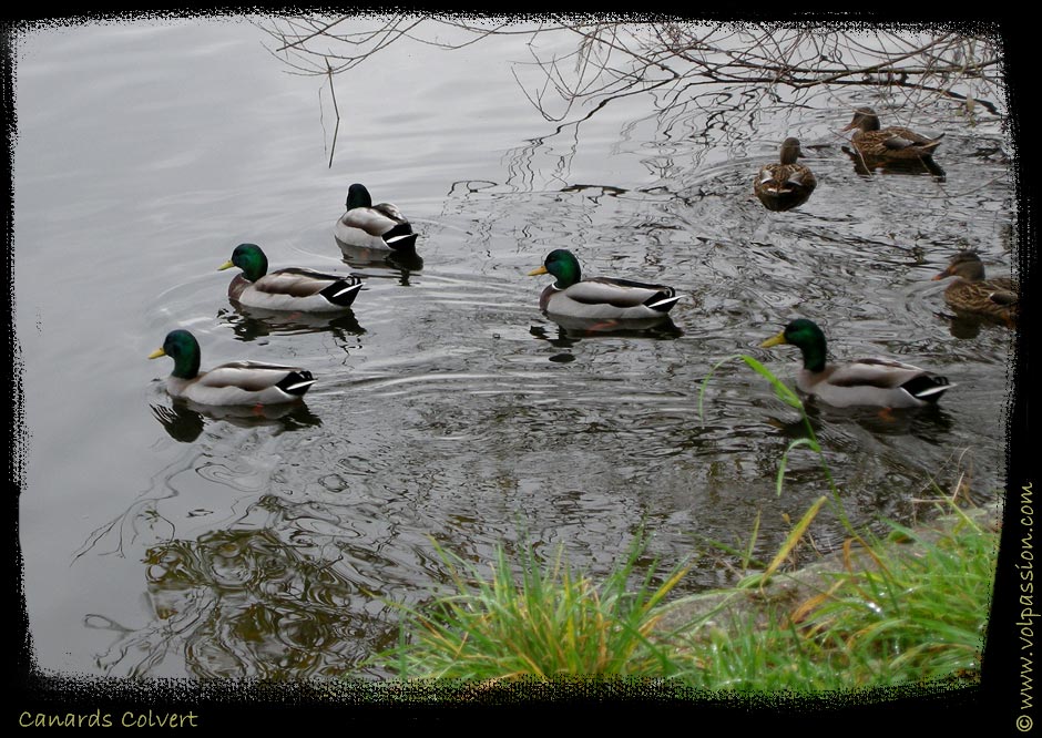 02-canards-colvert