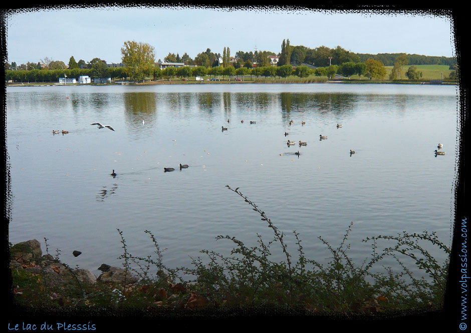 les-canards-sur-le-lac-du-plessis