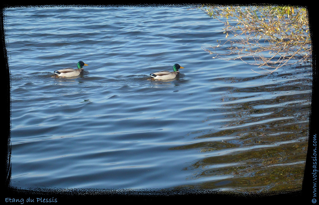 02-photo-canards