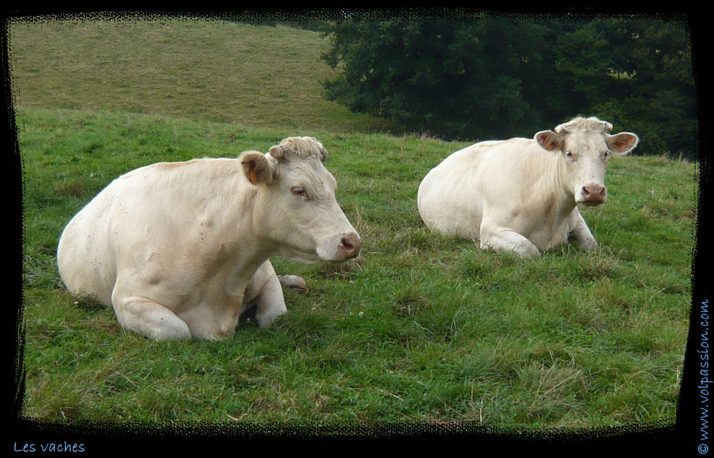 les-vaches