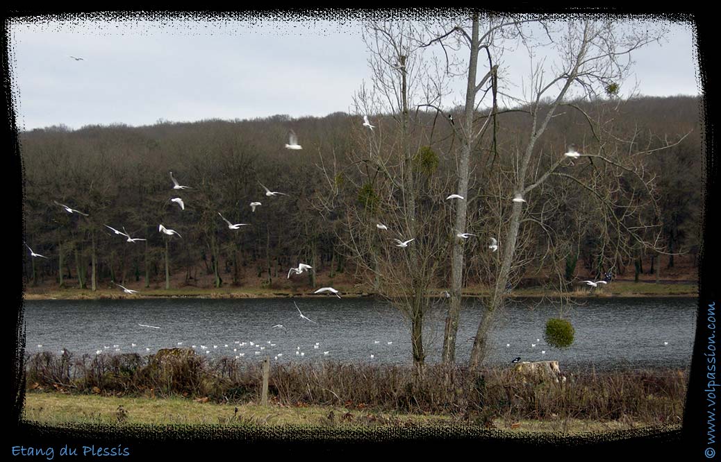 etang-du-plessis