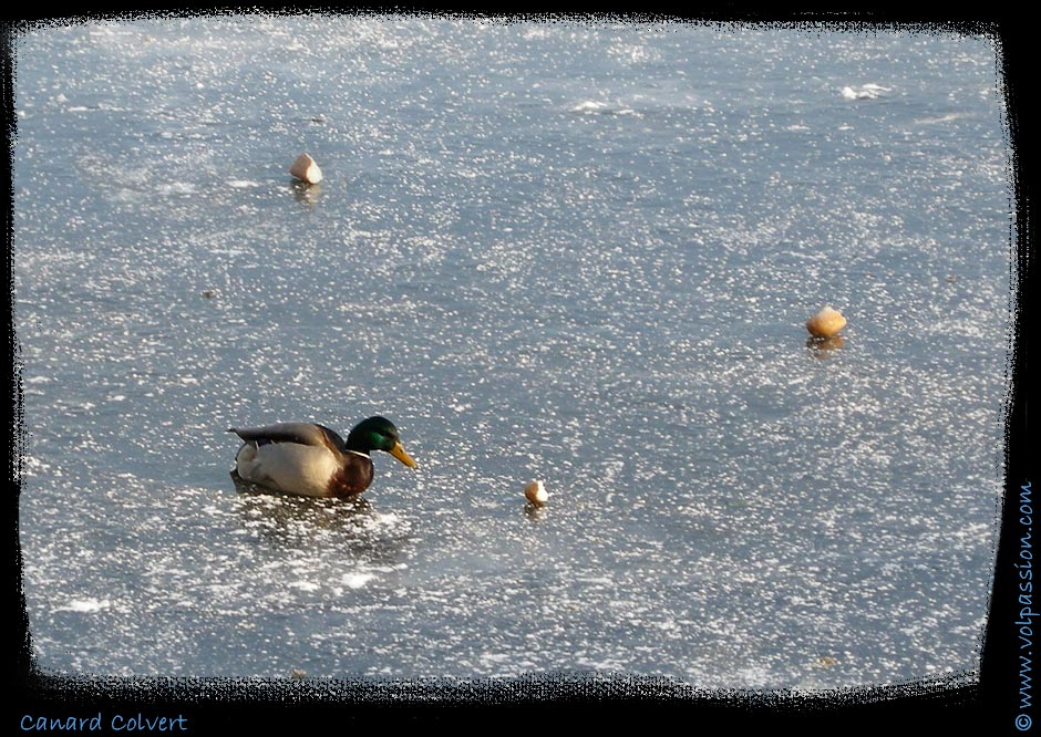 03-canard-colvert