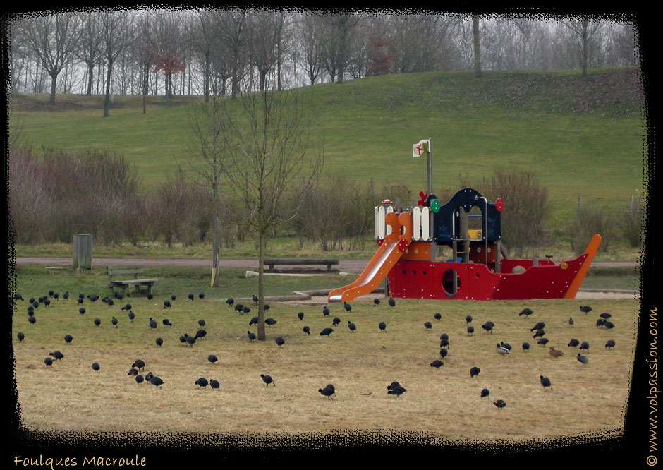 01-foulques-macroule