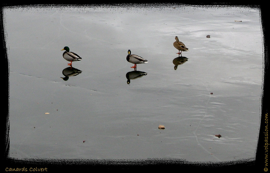 02-canards-colvert