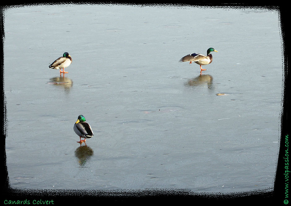 02-canards-colvert