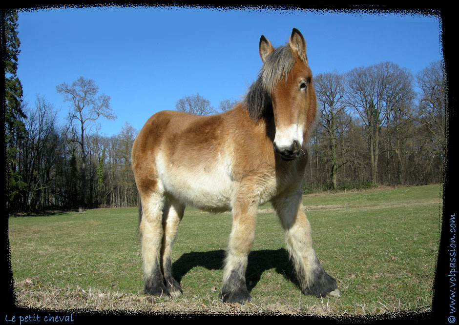 01-le-petit-cheval