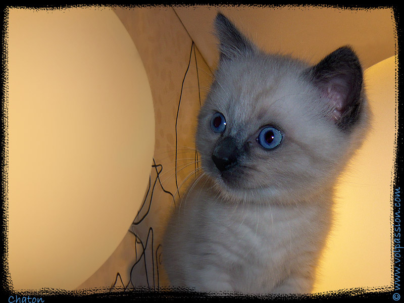 photo-chaton