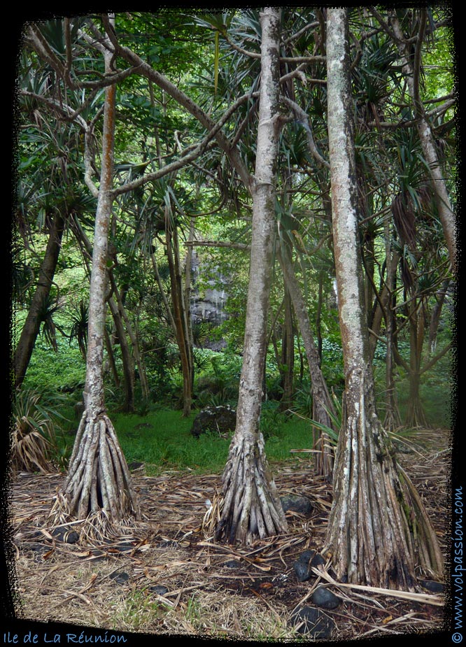 028-vacoas-ile-la-reunion