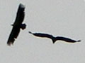 des vautours fauves en bourgogne